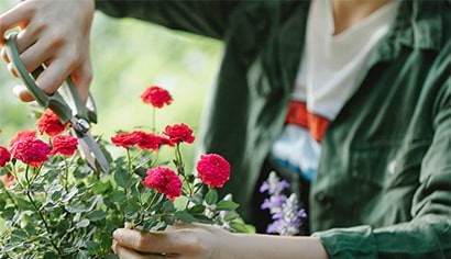 Entretien de jardin - forfait annuel image